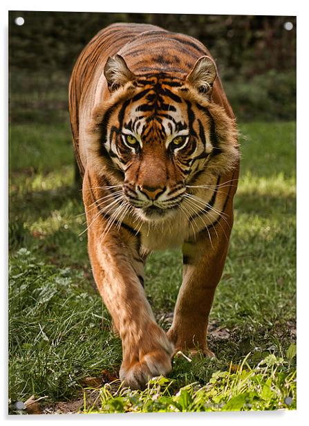 Sumatran Tiger Acrylic by John Dickson
