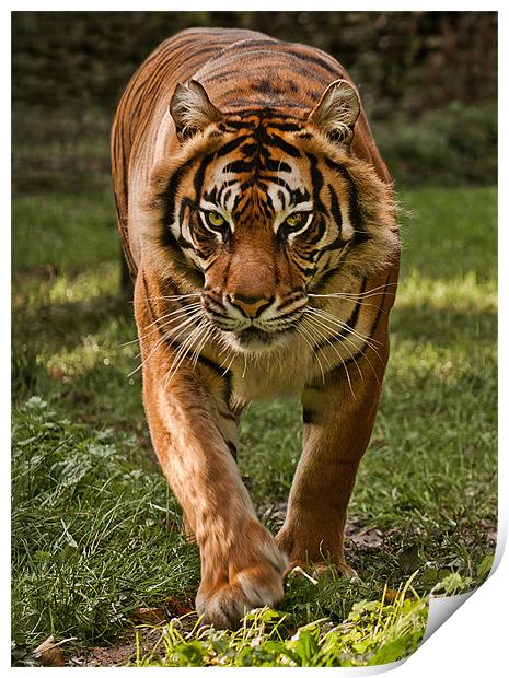 Sumatran Tiger Print by John Dickson