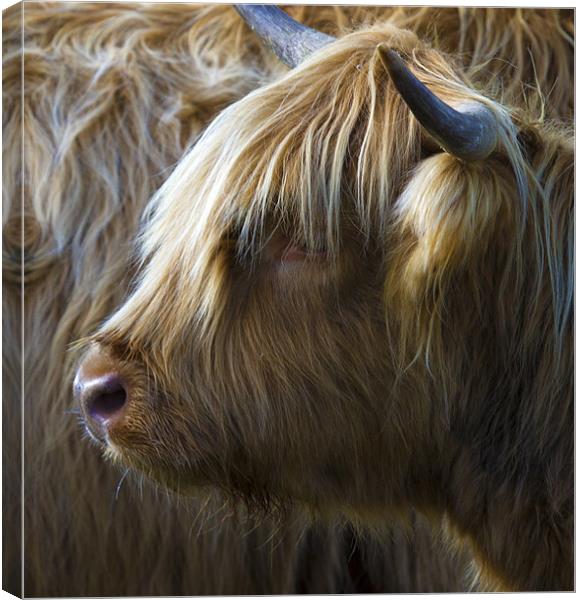 Highland Cow Canvas Print by Mike Gorton
