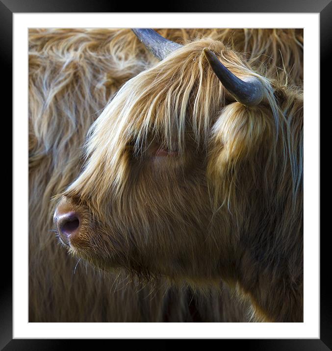 Highland Cow Framed Mounted Print by Mike Gorton