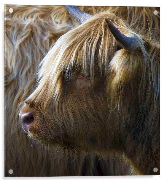 Highland Cow Acrylic by Mike Gorton