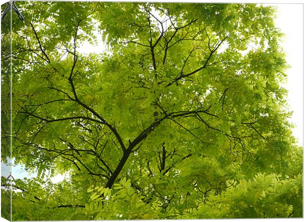 Leaves up above Canvas Print by David French