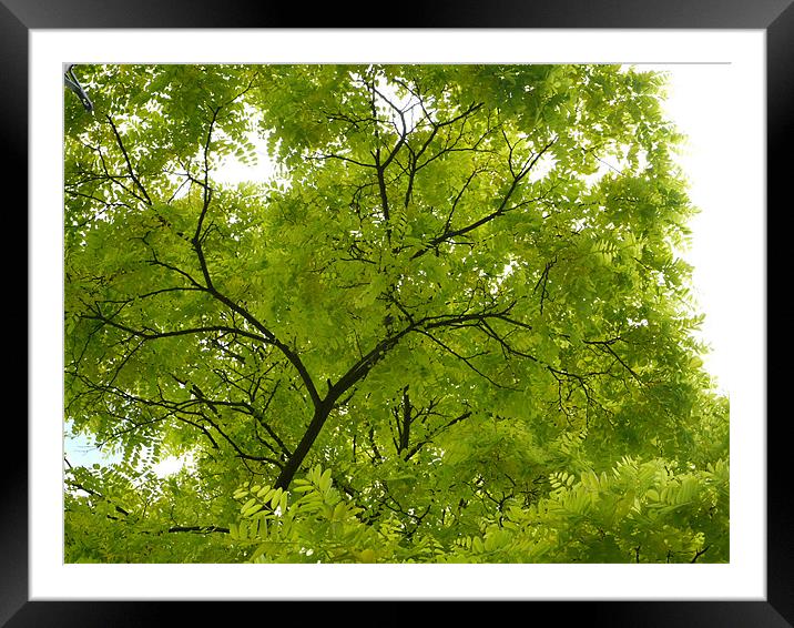 Leaves up above Framed Mounted Print by David French
