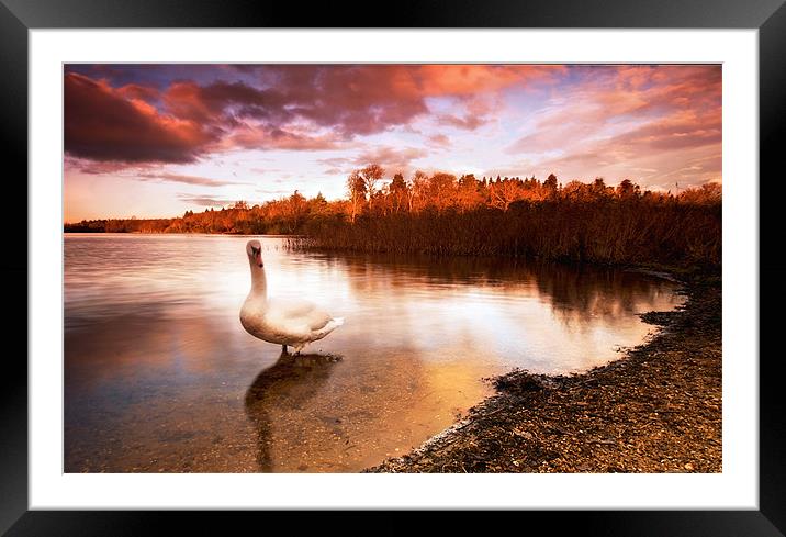 Swan On The Lake Framed Mounted Print by Chris Manfield