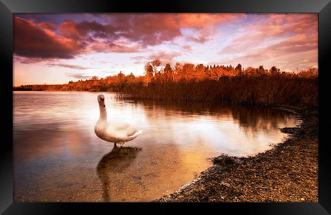 Swan On The Lake Framed Print by Chris Manfield