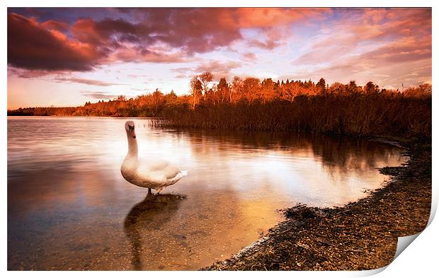 Swan On The Lake Print by Chris Manfield