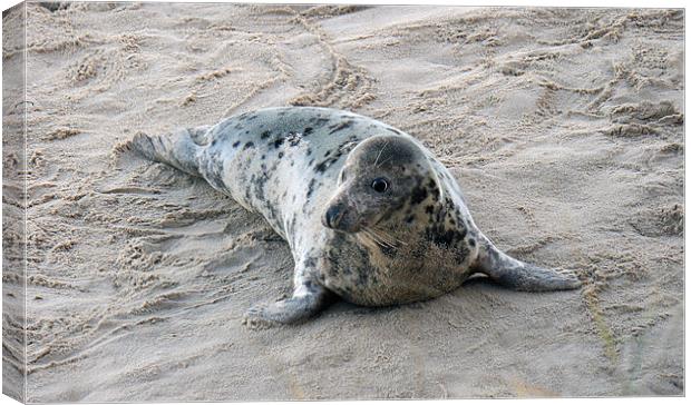 grey seal - female Canvas Print by dennis brown