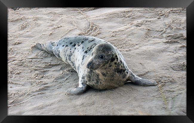 grey seal - female Framed Print by dennis brown