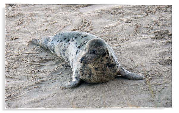 grey seal - female Acrylic by dennis brown