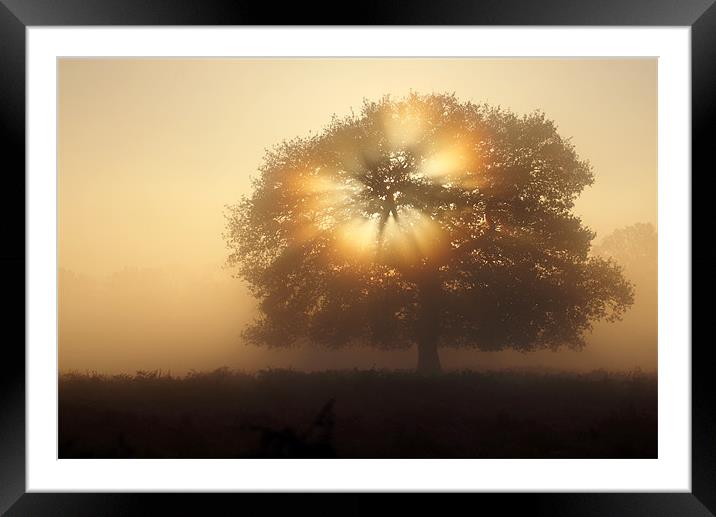 Tree light Framed Mounted Print by Martin Billard