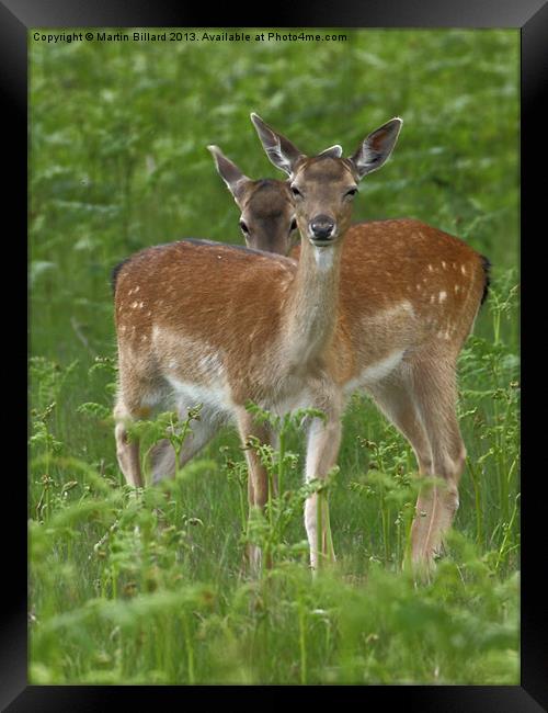 Fawns Framed Print by Martin Billard