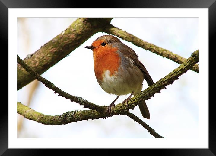My Christmas Robin. Framed Mounted Print by Becky Dix