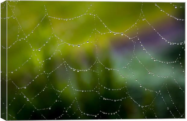 Web of Water Canvas Print by Paul Shears Photogr