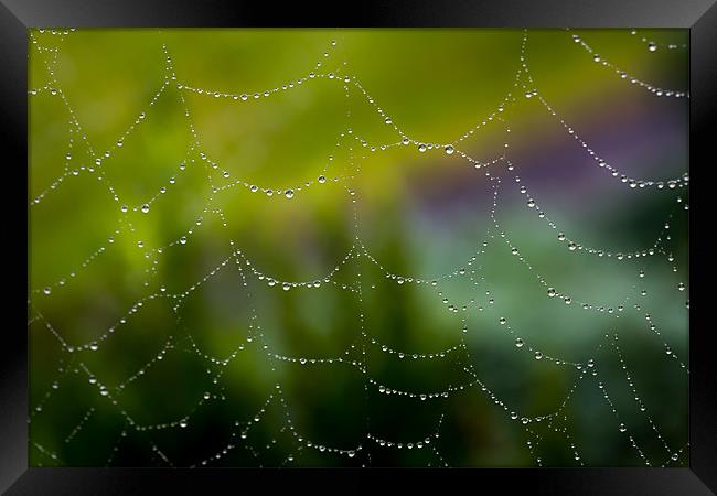 Web of Water Framed Print by Paul Shears Photogr