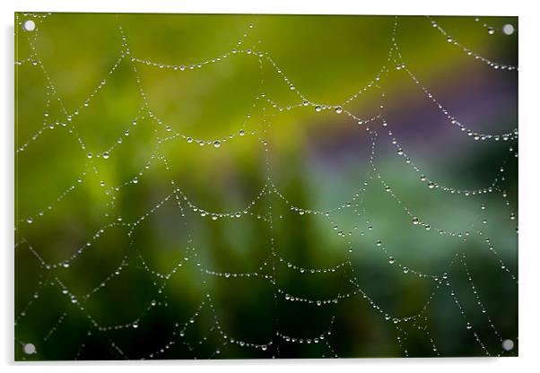 Web of Water Acrylic by Paul Shears Photogr