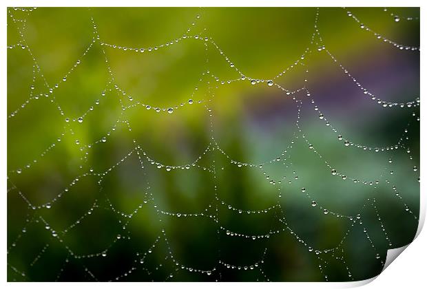 Web of Water Print by Paul Shears Photogr