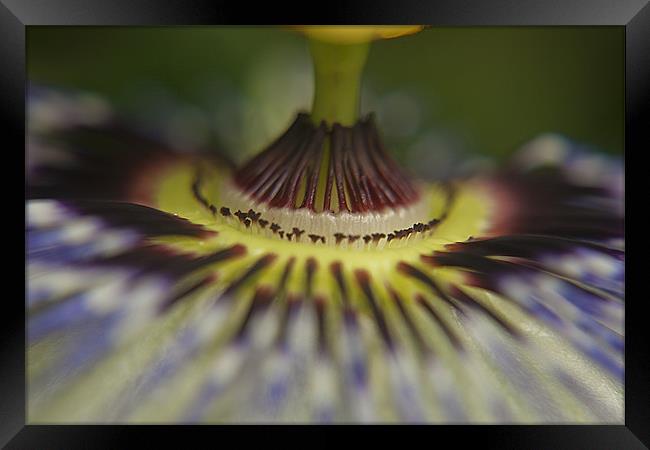 CLoseup Passon Framed Print by Castleton Photographic