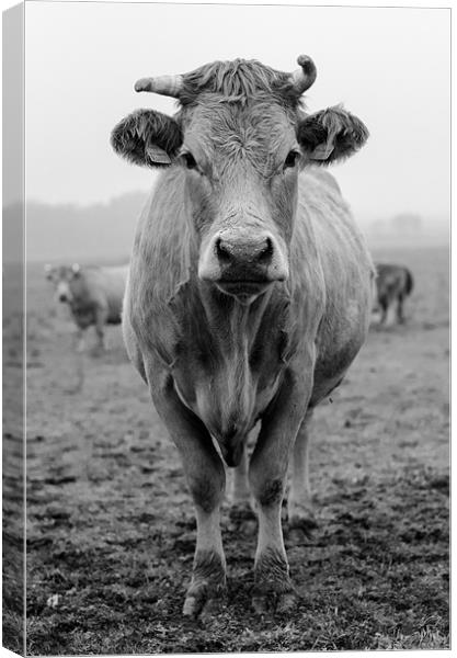 Cow in Fields Canvas Print by Vladas Briedis