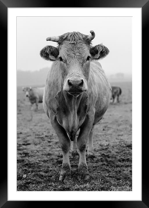 Cow in Fields Framed Mounted Print by Vladas Briedis