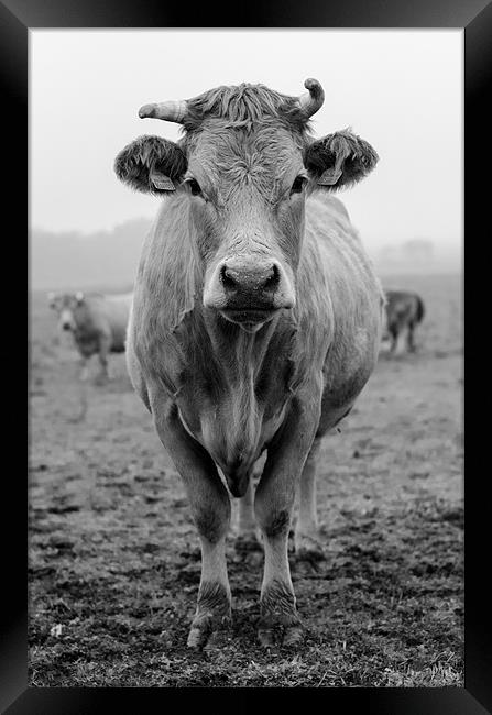 Cow in Fields Framed Print by Vladas Briedis