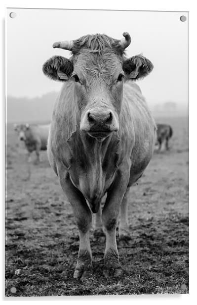 Cow in Fields Acrylic by Vladas Briedis
