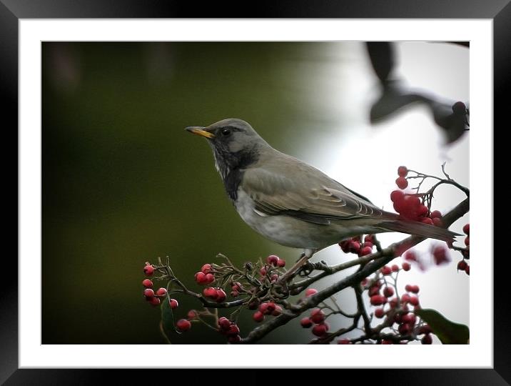 BLACK -THROATED THRUSH Framed Mounted Print by Anthony R Dudley (LRPS)