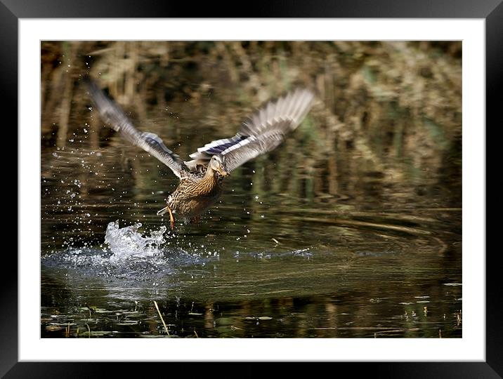 MALLARD LIFT OFF Framed Mounted Print by Anthony R Dudley (LRPS)