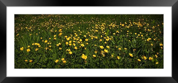 FIELDS OF GOLD Framed Mounted Print by Anthony R Dudley (LRPS)