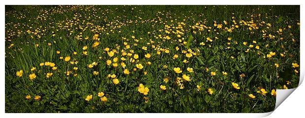 FIELDS OF GOLD Print by Anthony R Dudley (LRPS)