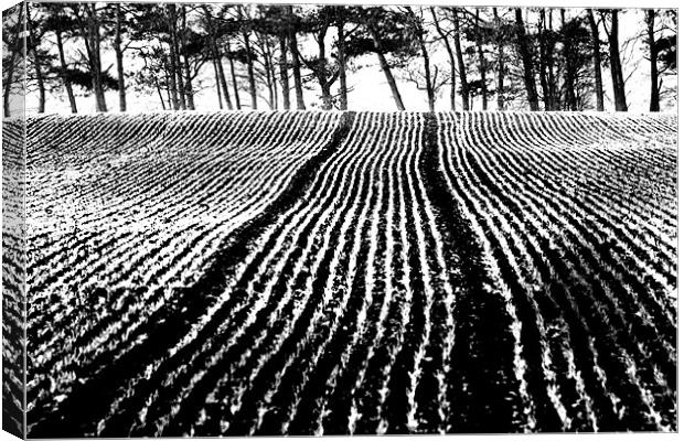 black and white field Canvas Print by Gavin Wilson
