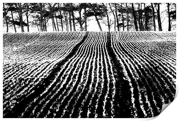 black and white field Print by Gavin Wilson
