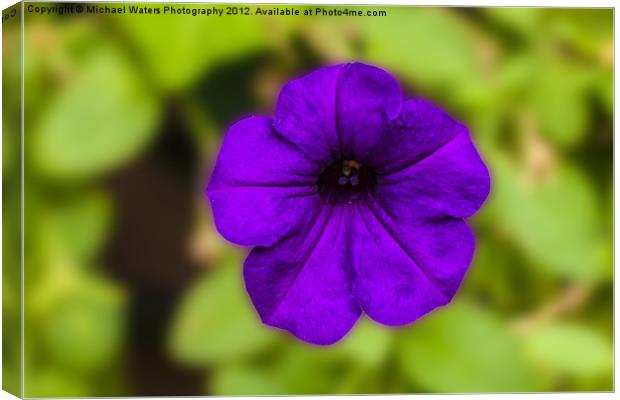 Purple Pansy Canvas Print by Michael Waters Photography