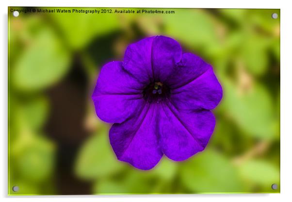 Purple Pansy Acrylic by Michael Waters Photography
