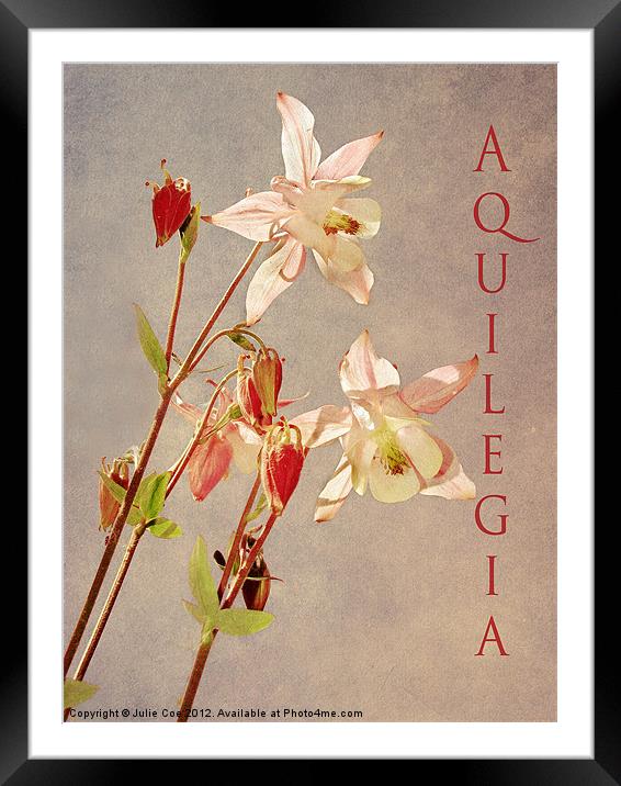Aquilegia 3 Framed Mounted Print by Julie Coe