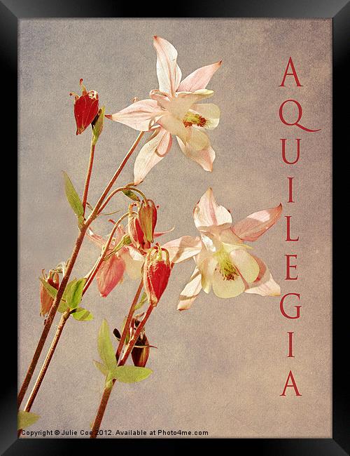 Aquilegia 3 Framed Print by Julie Coe
