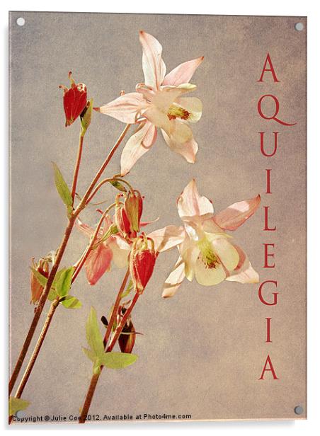 Aquilegia 3 Acrylic by Julie Coe