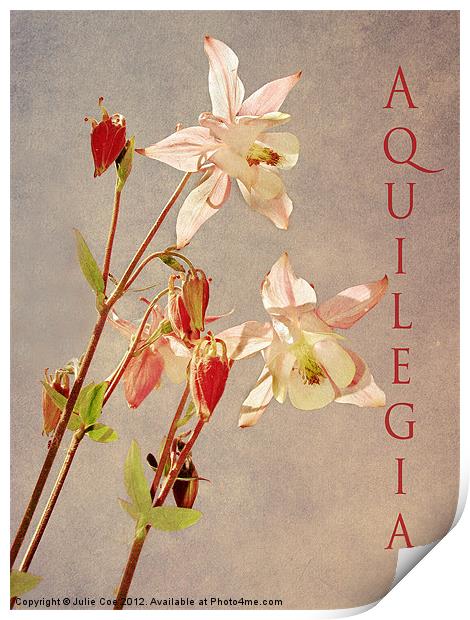 Aquilegia 3 Print by Julie Coe