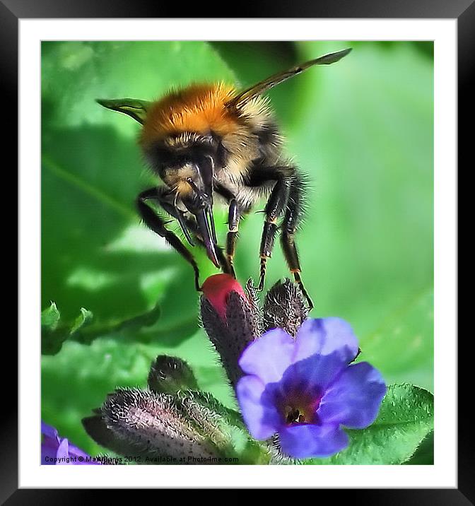 Bee Closeup Framed Mounted Print by Mark  F Banks