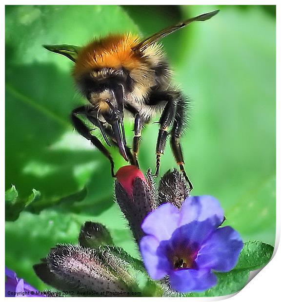 Bee Closeup Print by Mark  F Banks