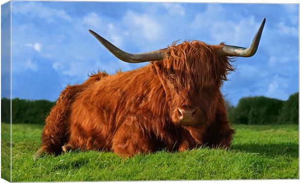 Highland Cow Canvas Print by John Dickson