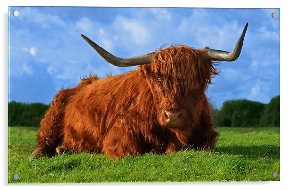 Highland Cow Acrylic by John Dickson