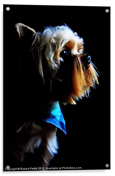 Yorkshire Terrier Acrylic by Robert Pettitt