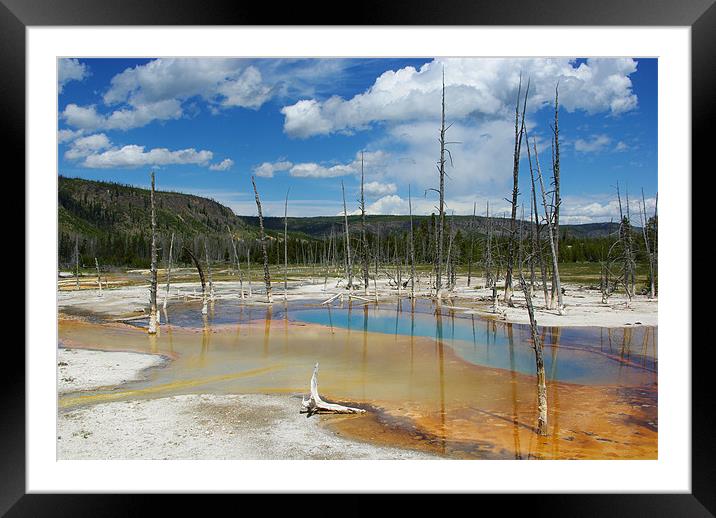 Dry trees in thermal waters, Yellowstone Framed Mounted Print by Claudio Del Luongo