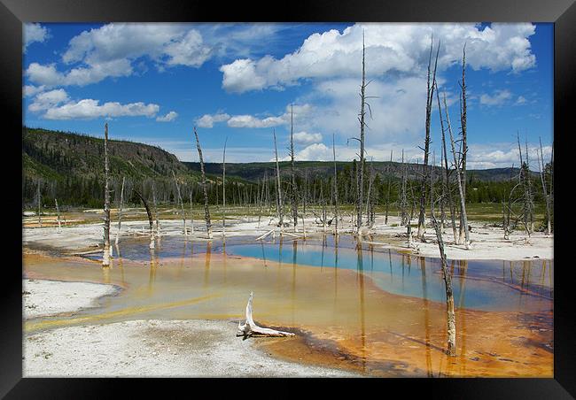 Dry trees in thermal waters, Yellowstone Framed Print by Claudio Del Luongo