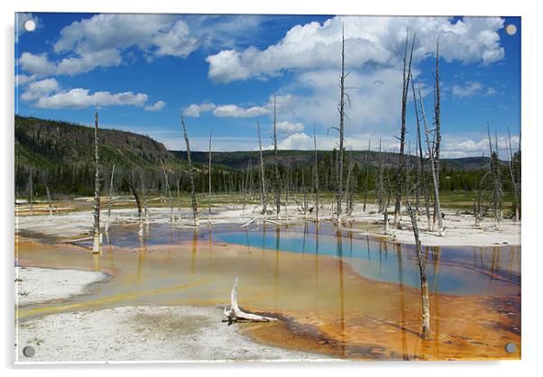 Dry trees in thermal waters, Yellowstone Acrylic by Claudio Del Luongo