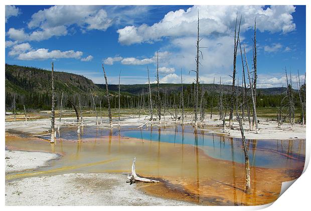 Dry trees in thermal waters, Yellowstone Print by Claudio Del Luongo