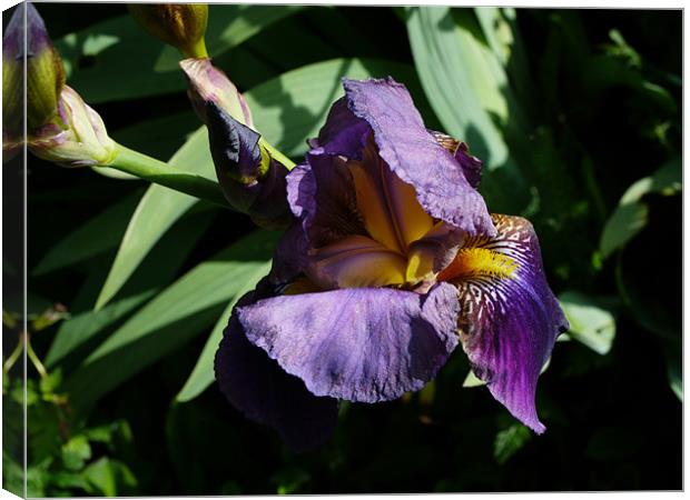 A water Iris Canvas Print by David French