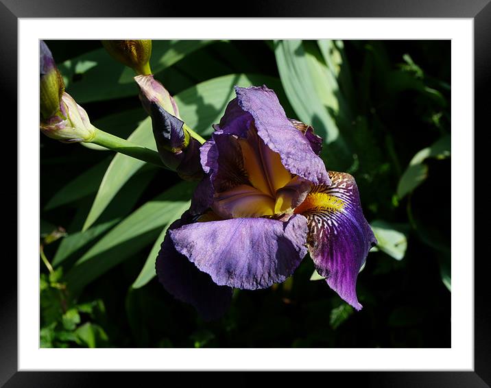 A water Iris Framed Mounted Print by David French