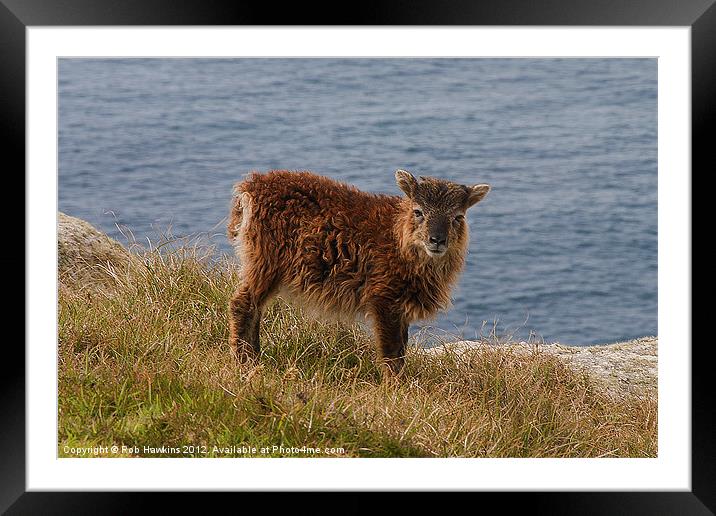 The Soay Sheep Framed Mounted Print by Rob Hawkins