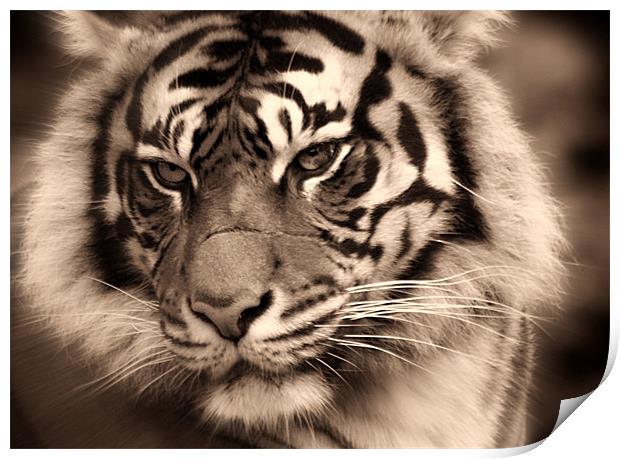 Sumartran Tiger Print by John Dickson